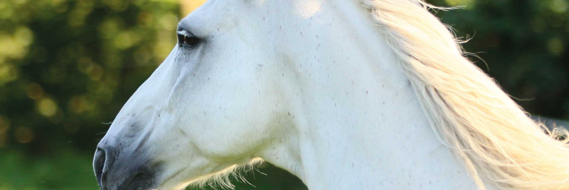 Equine Herbals