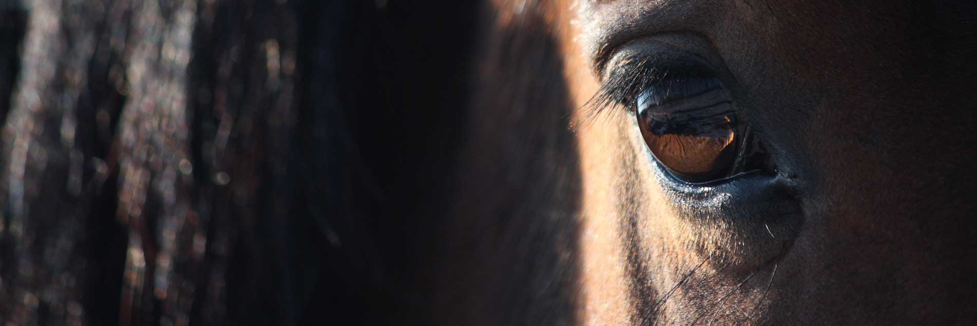 Equine Herbals